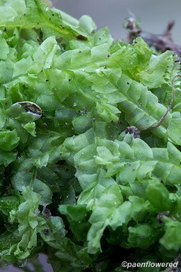 Variable-leaved crestwort